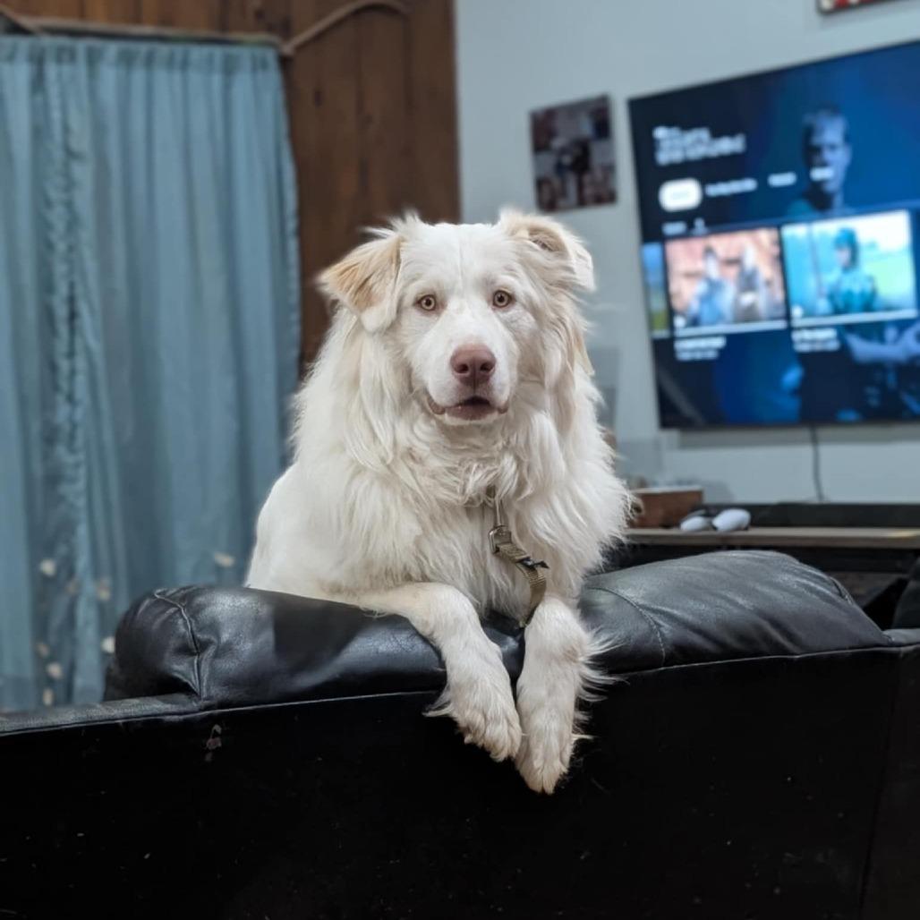 Enlarge Possum, a Adoptable Great Pyrenees in Winchester, TN image 2/4