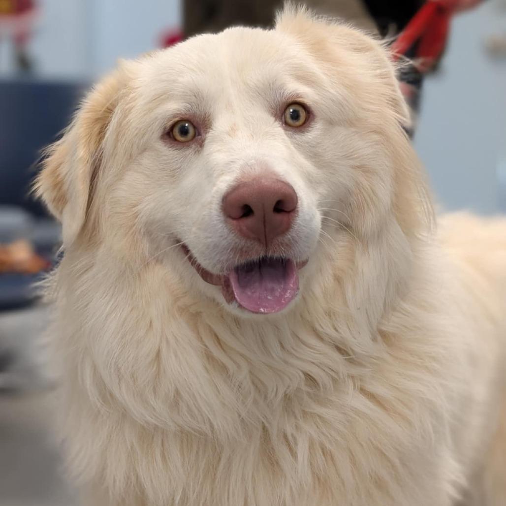 Possum, a Adoptable Great Pyrenees in Winchester, TN image 4/4