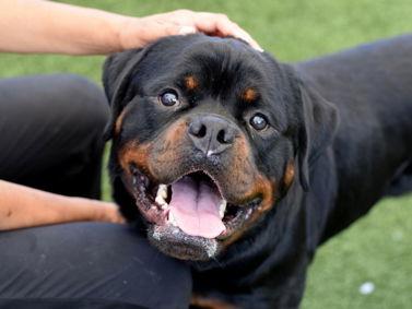 Bear, a Adopted Rottweiler in Hillsboro, NH image 1/2