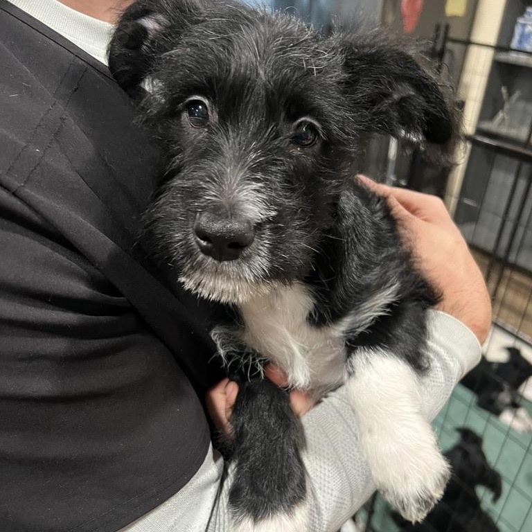 Peach Schnapps, a ADOPTABLE mixed breed in San Antonio, TX image 2/2
