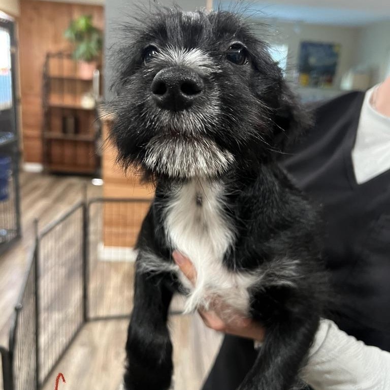 Peach Schnapps, a ADOPTABLE mixed breed in San Antonio, TX image 1/2