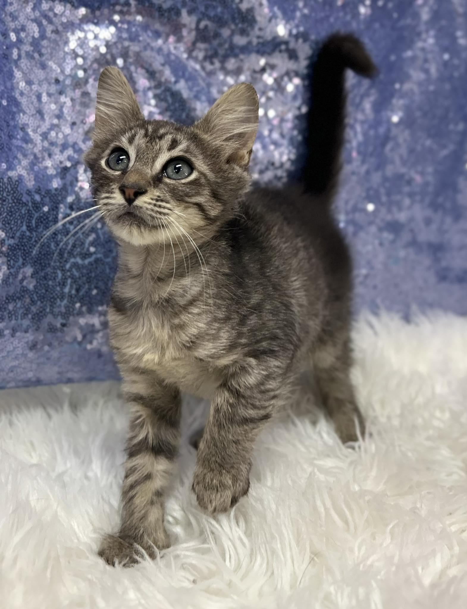 Enlarge Streusel, a Adopted Domestic Short Hair in Clarkesville, GA image 1/1