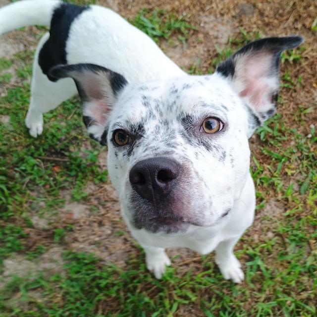 Oreo