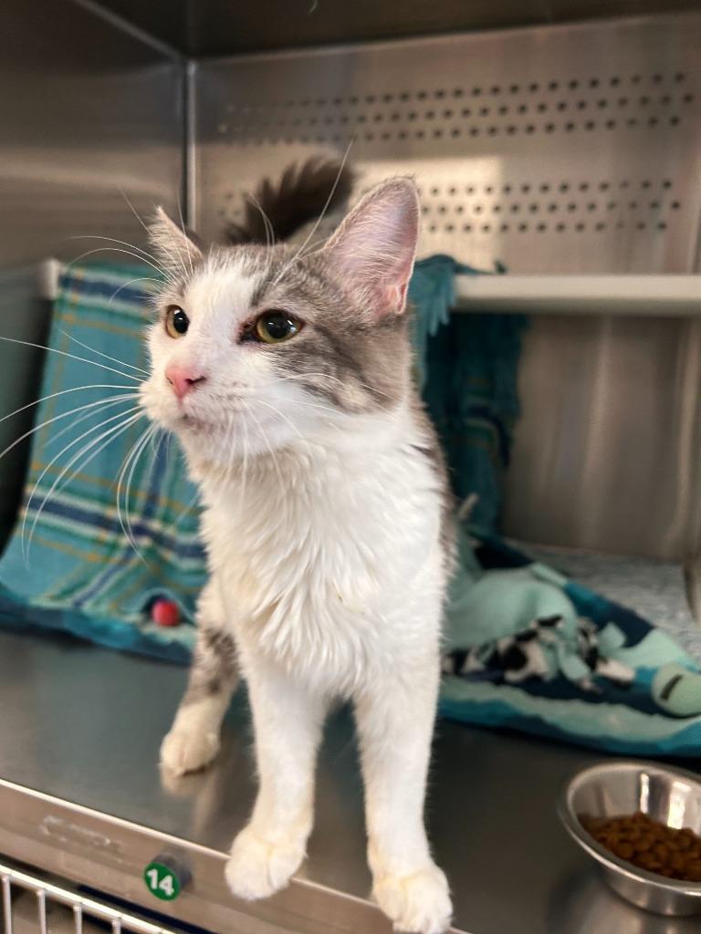 Enlarge Priscilla, a Adoptable mixed breed in Minot, ND image 1/1