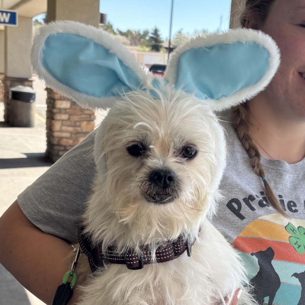 Enlarge Lucky, a Adoptable mixed breed in Kim, CO image 2/3