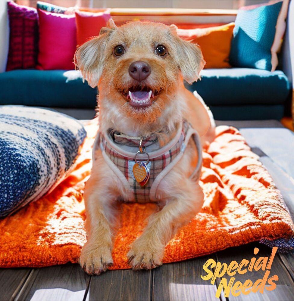 Teddy (Lenny), a Adoptable mixed breed in Richardson, TX image 1/4