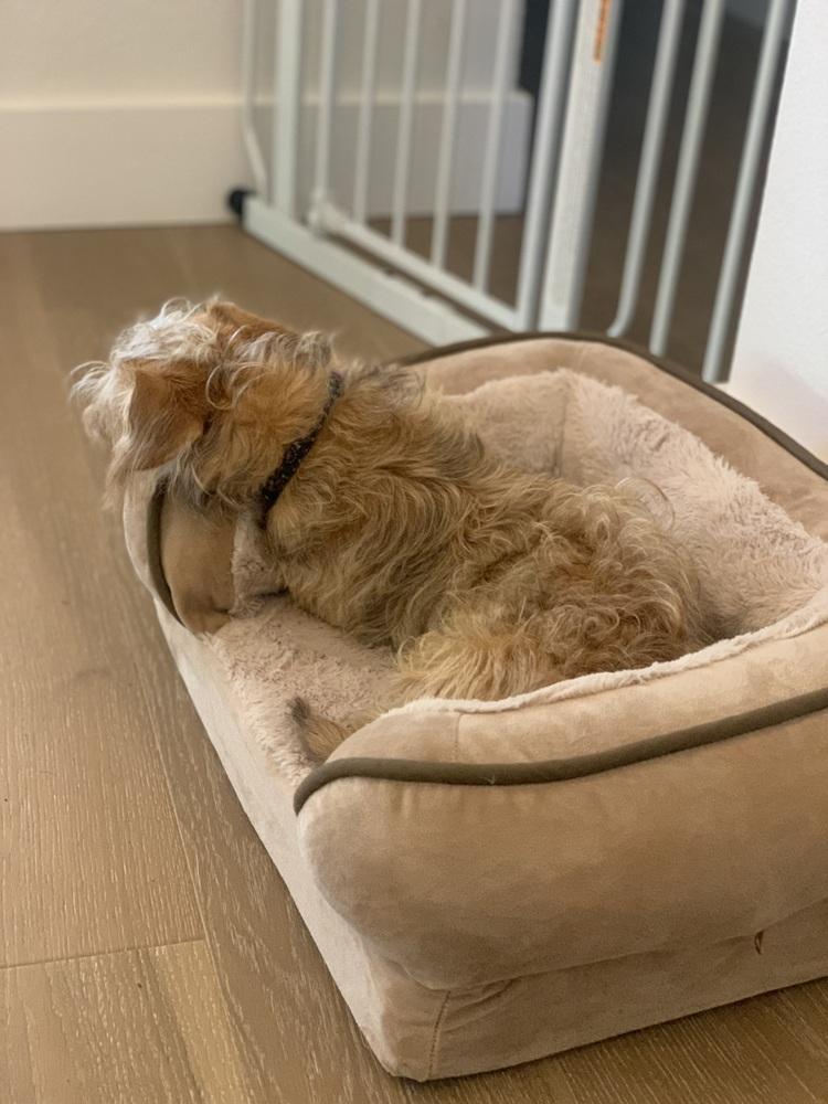 Teddy (Lenny), a Adoptable mixed breed in Richardson, TX image 2/6