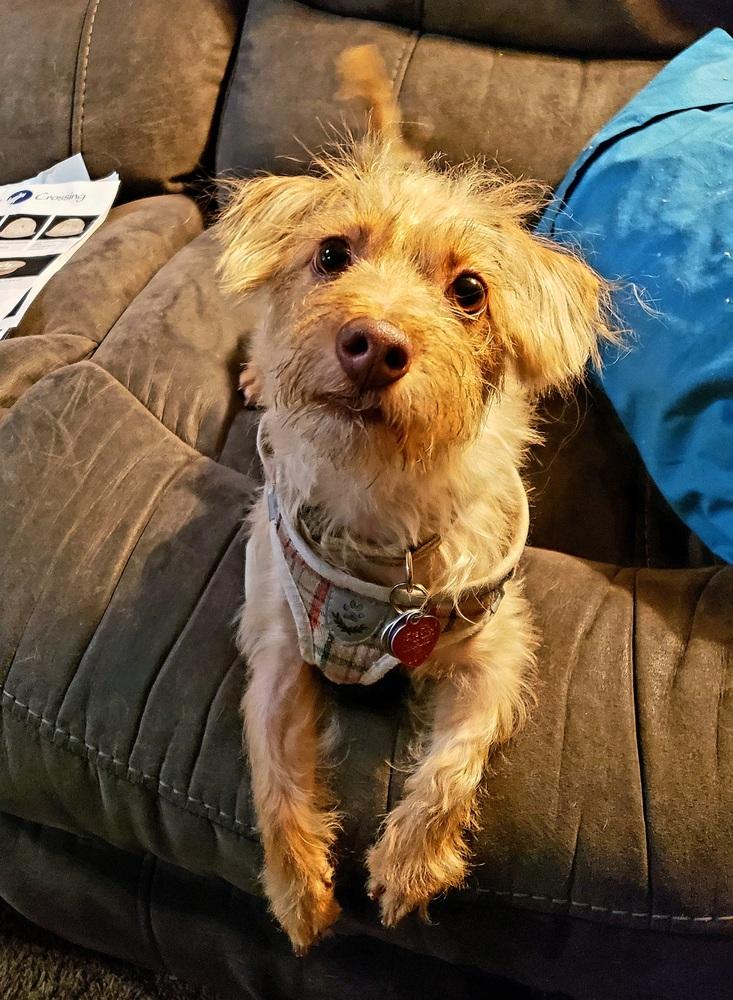 Teddy (Lenny), a Adoptable mixed breed in Richardson, TX image 3/4