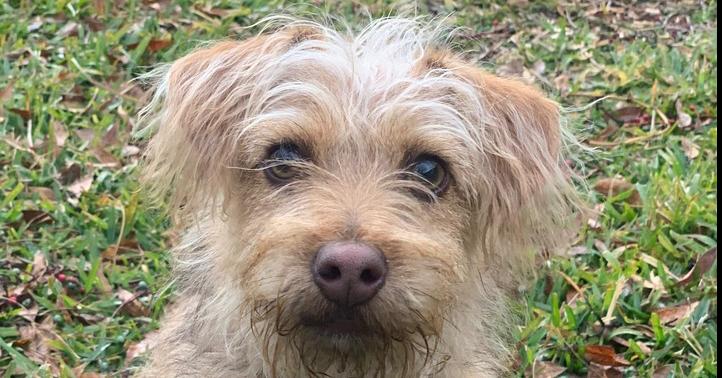 Teddy (Lenny), a Adoptable mixed breed in Richardson, TX image 3/4