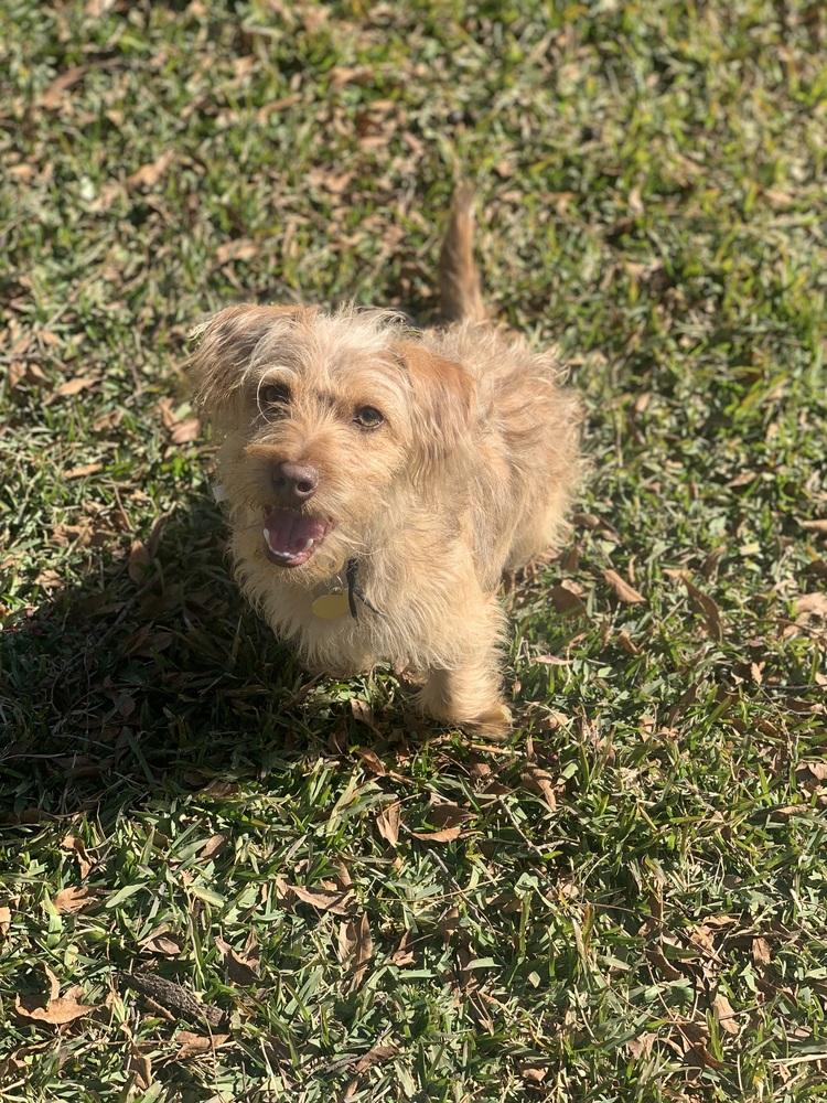Teddy (Lenny), a Adoptable mixed breed in Richardson, TX image 4/4