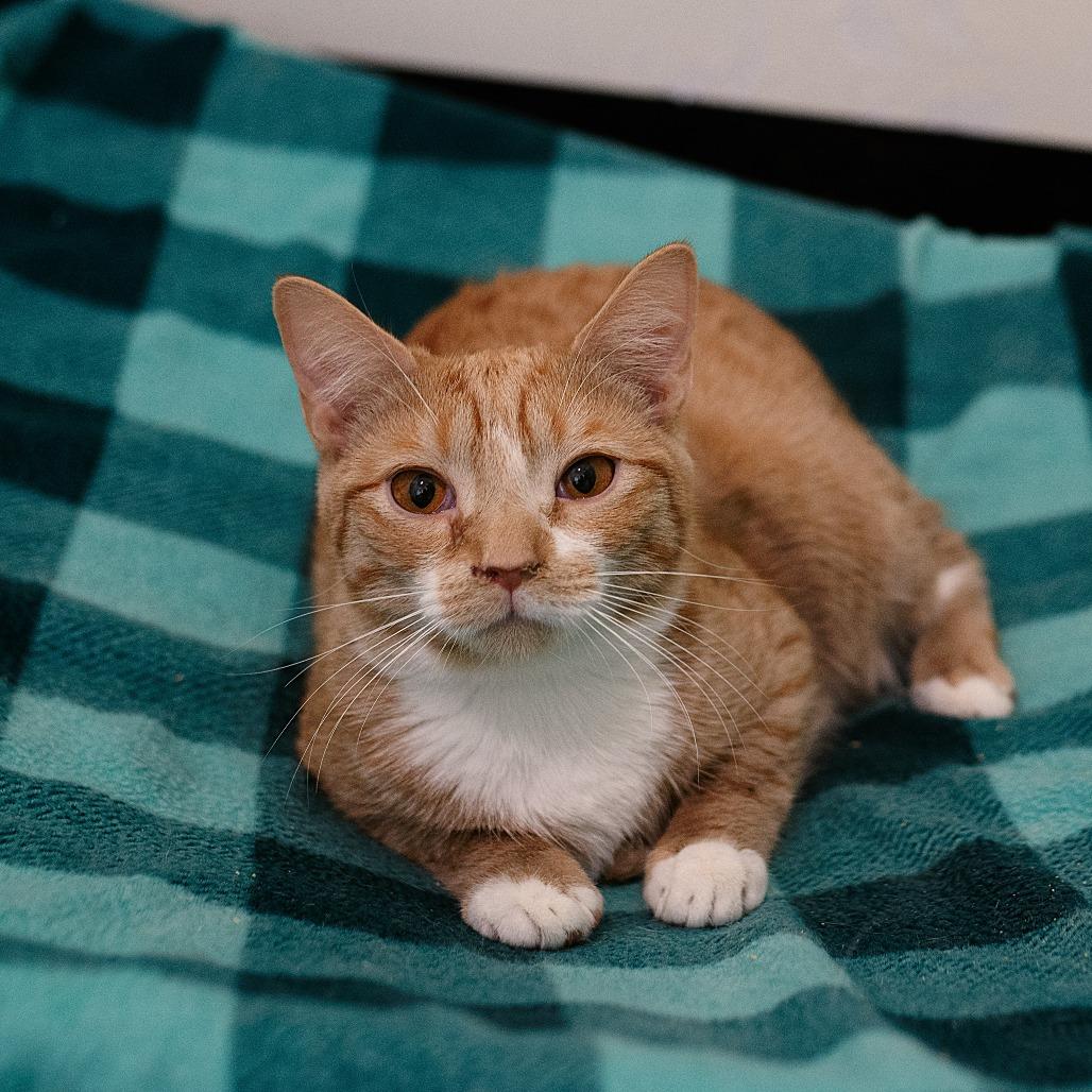 Thomas, Adoptable, Young Male Domestic Short Hair.