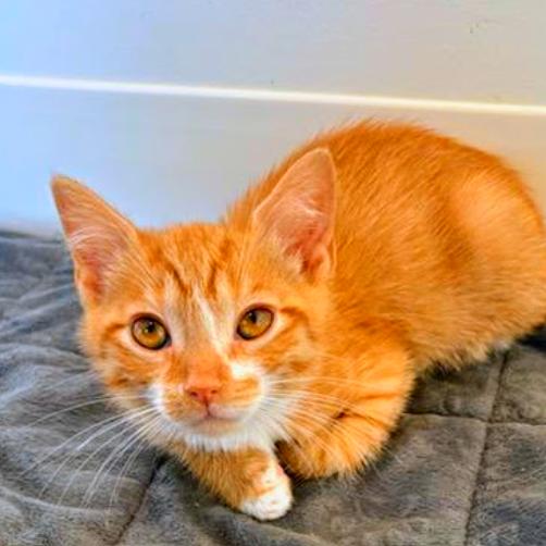 Thomas, a Adoptable Domestic Short Hair in Chapel Hill, NC image 3/3