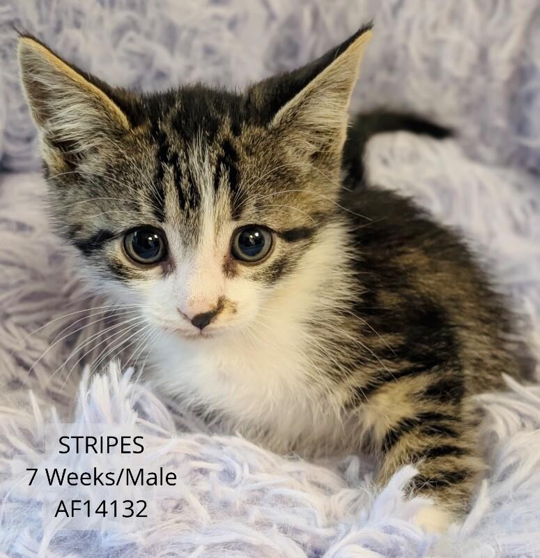 Stripes, Adoptable, Young Male Domestic Short Hair.