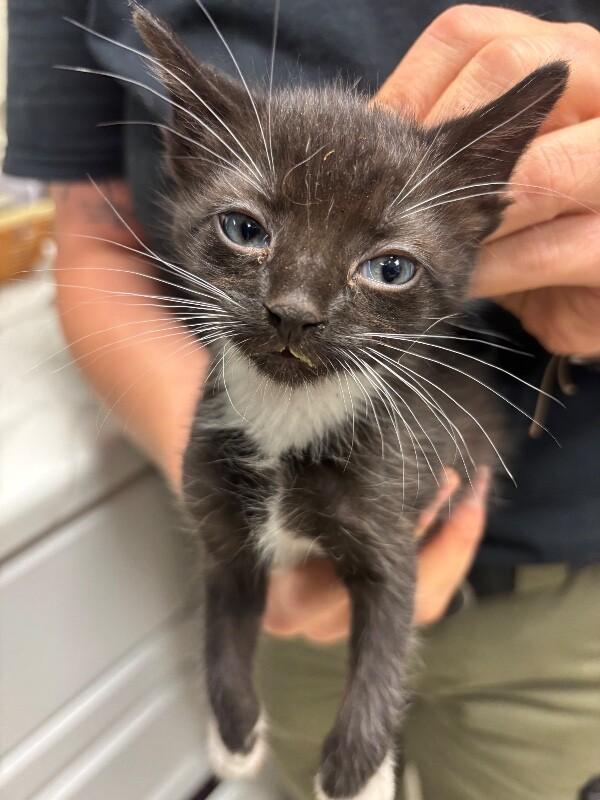 Stripes, a Adoptable Domestic Short Hair in Supply, NC image 2/2