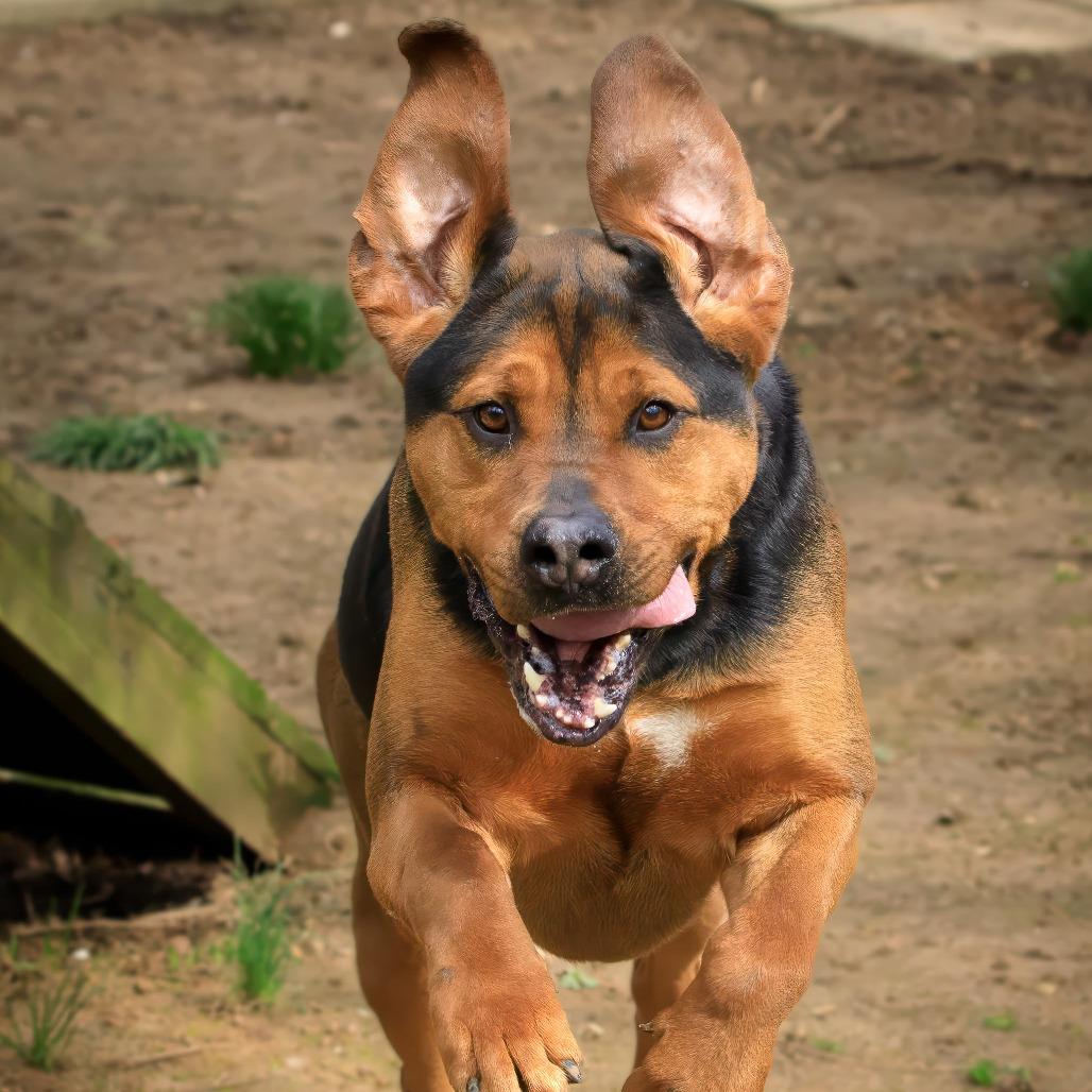 Enlarge Coffee, a Adoptable mixed breed in Versailles, KY image 1/6