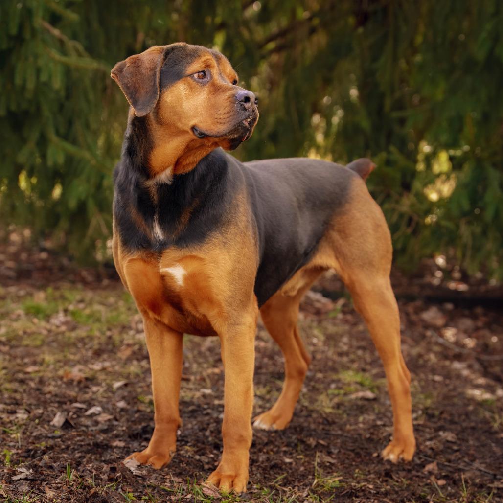 Coffee, Adoptable, Adult Male Rottweiler & Hound.