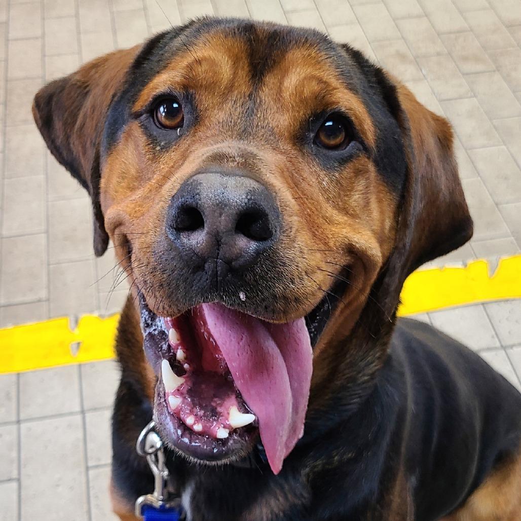 Coffee, Adoptable, Adult Male Rottweiler & Hound.