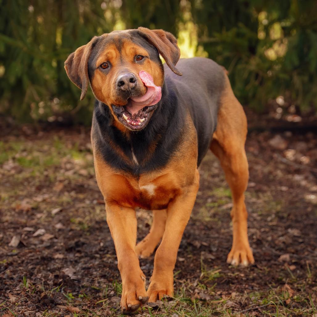 Enlarge Coffee, a Adoptable mixed breed in Versailles, KY image 5/6