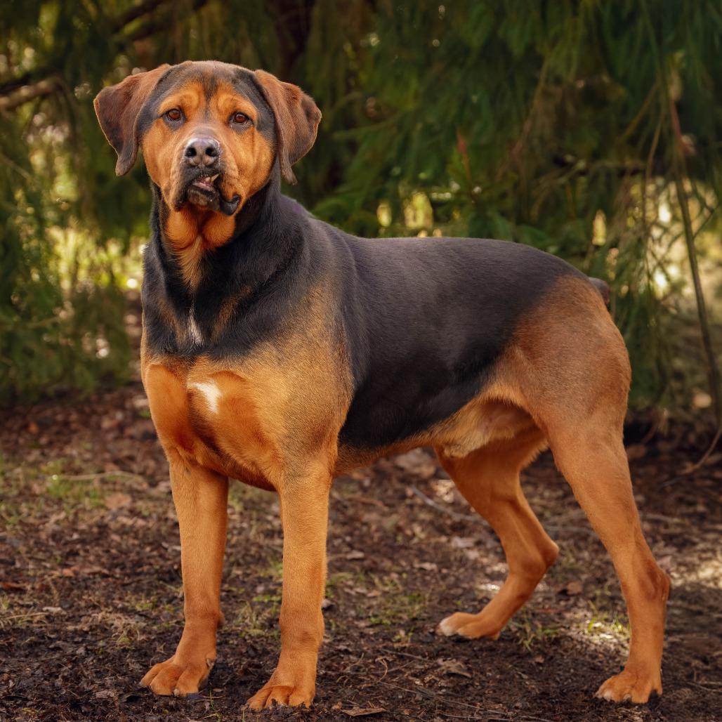 Enlarge Coffee, a Adoptable mixed breed in Versailles, KY image 6/6