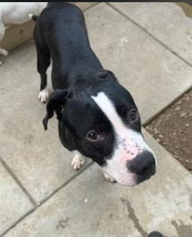 Enlarge Amelia, an adopted mixed breed in Richmond, VA image 5/5