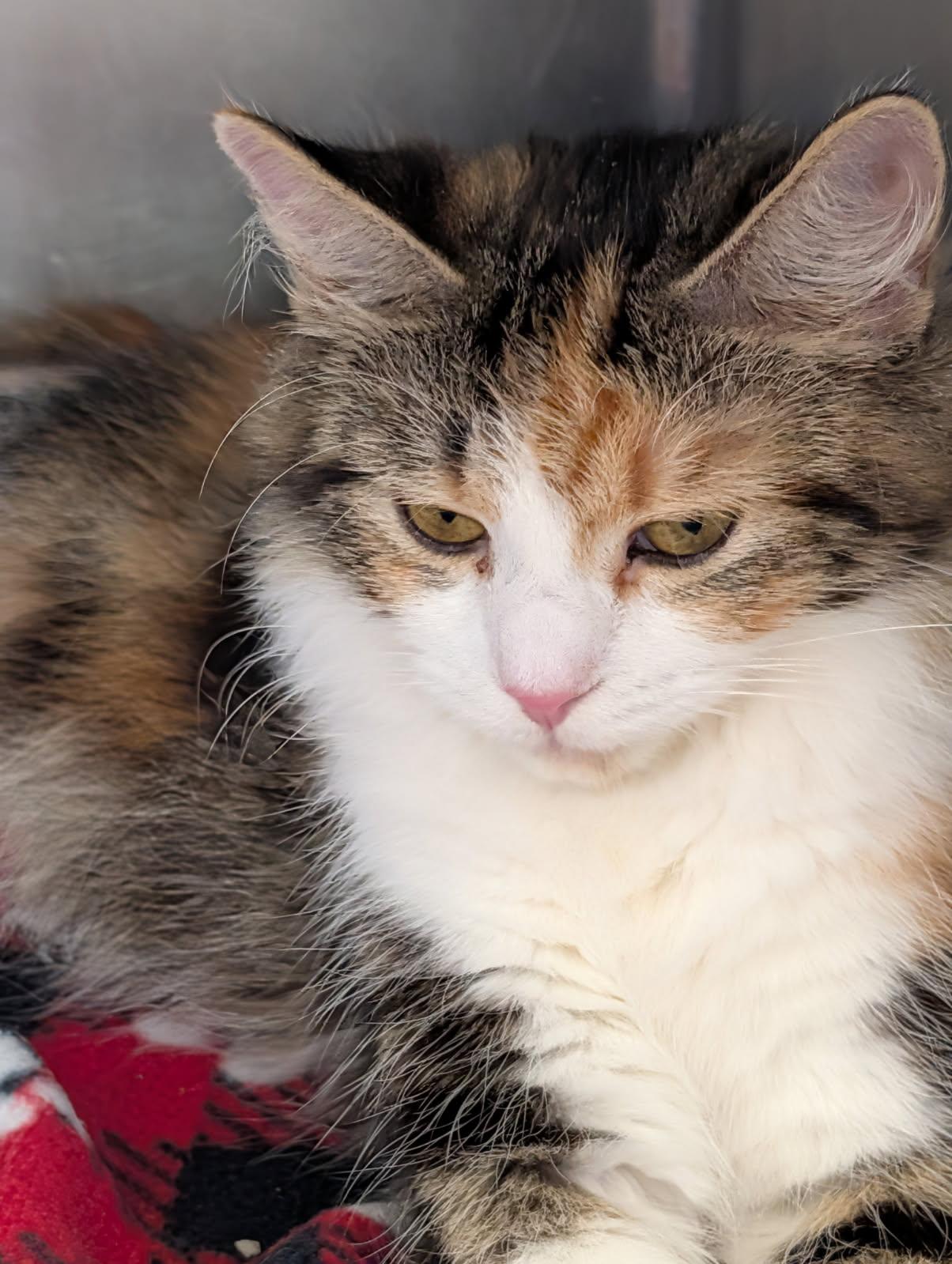 Enlarge Violet (Spayed & Combo Tested) (Empty-Nester), an adopted mixed breed in Marietta, OH image 5/6