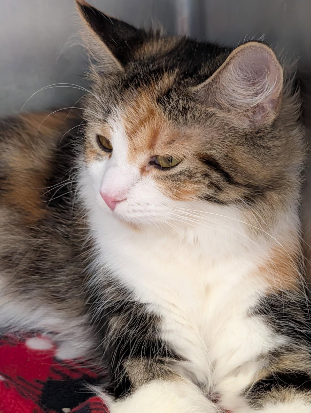 Enlarge Violet (Spayed & Combo Tested) (Empty-Nester), an adopted mixed breed in Marietta, OH image 6/6