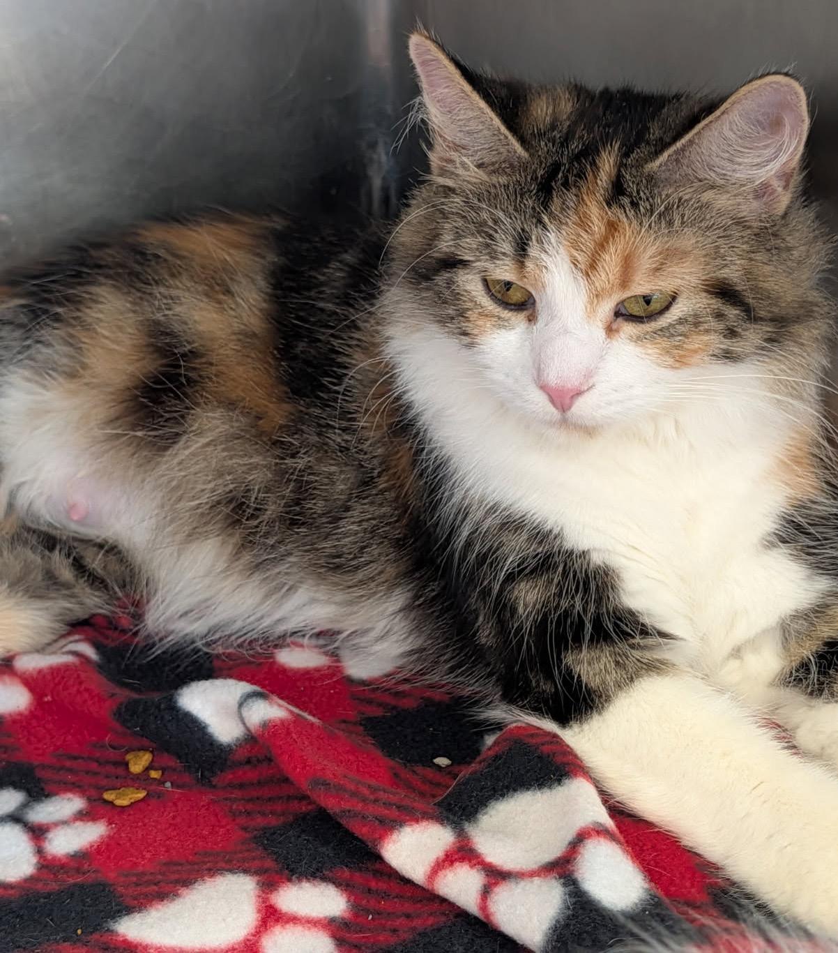 Enlarge Violet (Spayed & Combo Tested) (Empty-Nester), an adopted mixed breed in Marietta, OH image 2/6