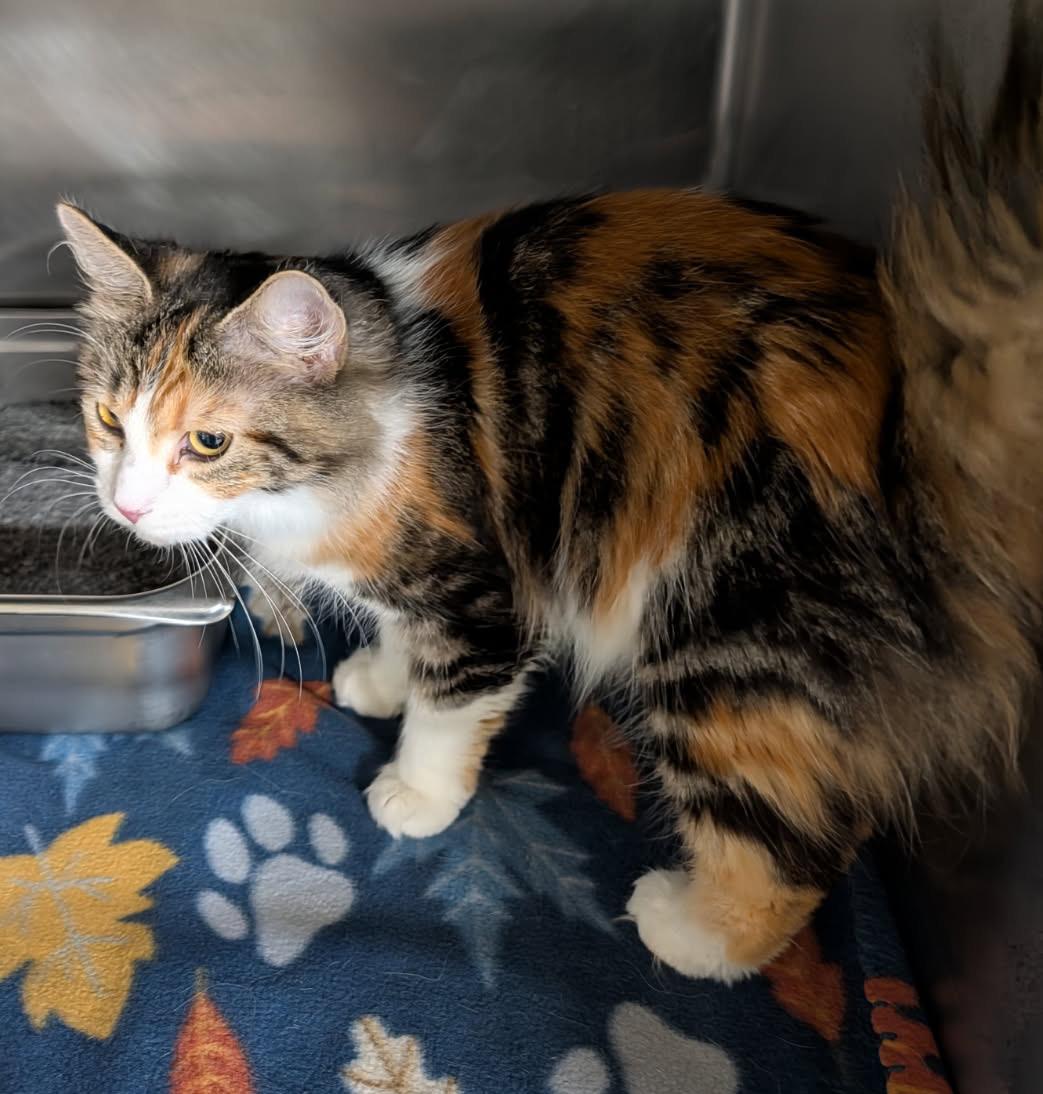 Enlarge Violet (Spayed & Combo Tested) (Empty-Nester), an adopted mixed breed in Marietta, OH image 4/6