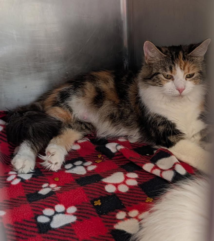 Violet (Spayed & Combo Tested) (Empty-Nester), adopted, Adult Female Calico & Domestic Long Hair.