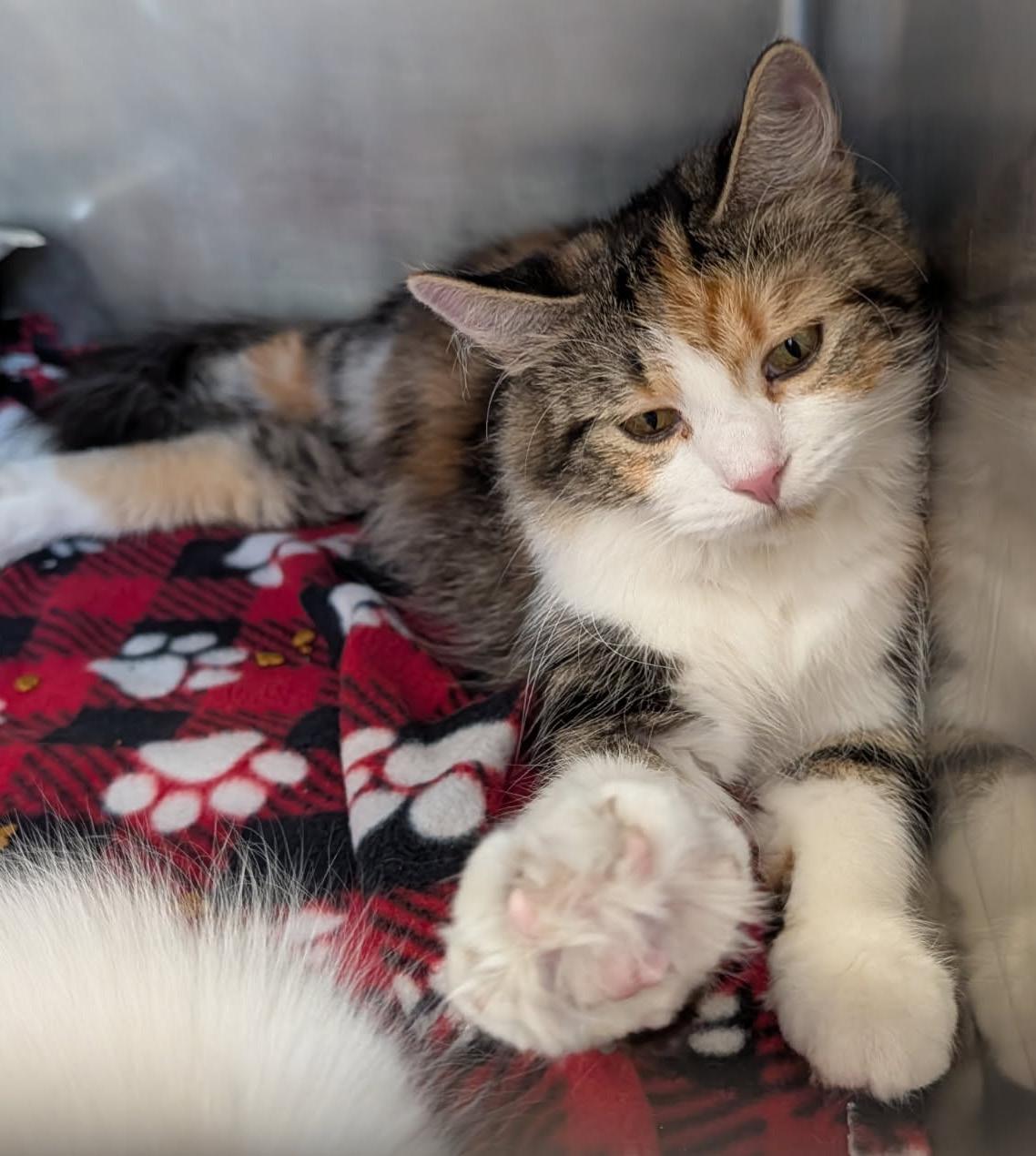 Enlarge Violet (Spayed & Combo Tested) (Empty-Nester), an adopted mixed breed in Marietta, OH image 3/6