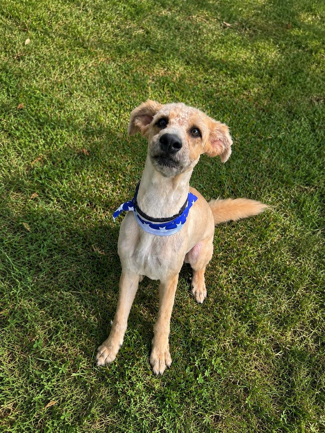 Church, a ADOPTABLE mixed breed in Mendham, NJ image 2/4