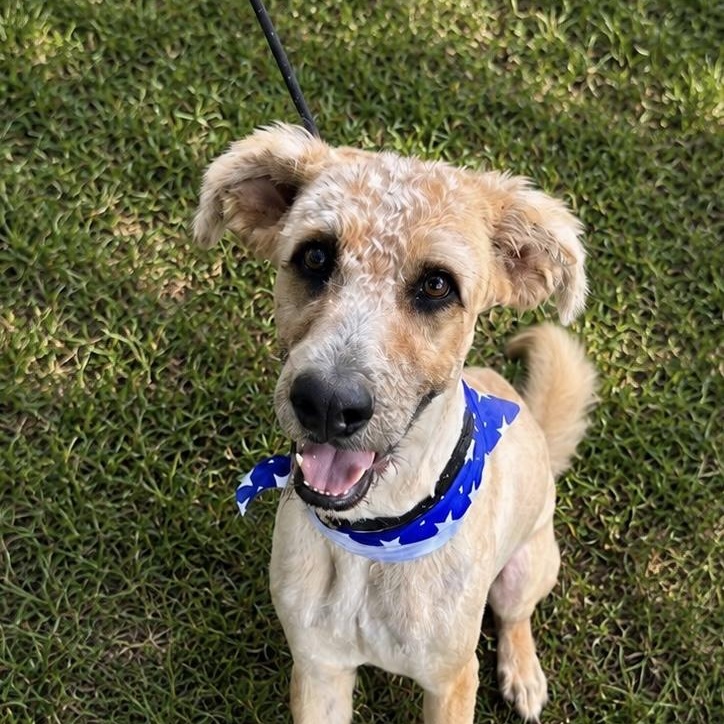 Church, ADOPTABLE, Young Male Goldendoodle.
