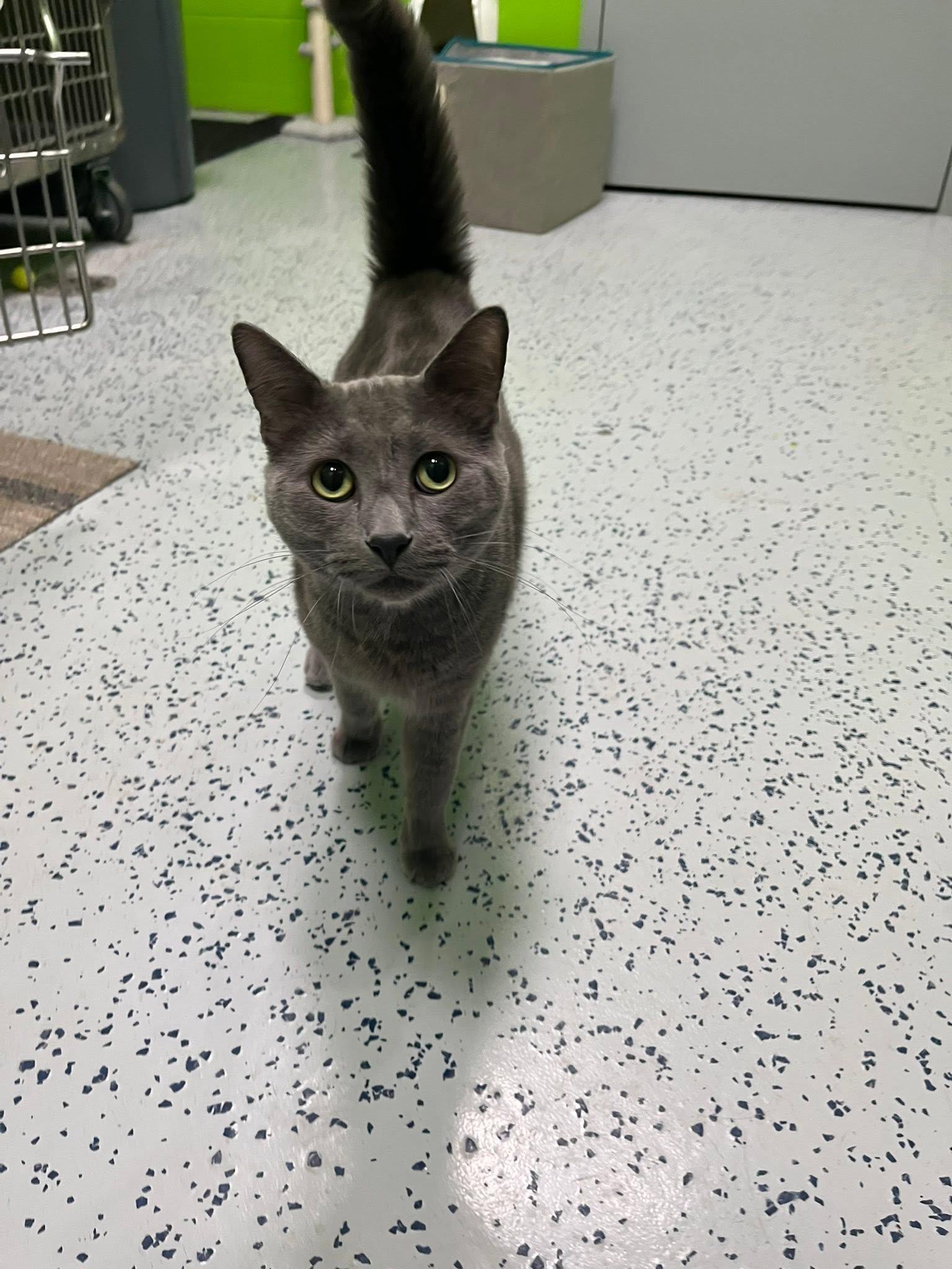 Kronk, ADOPTABLE, Adult Male Domestic Short Hair.