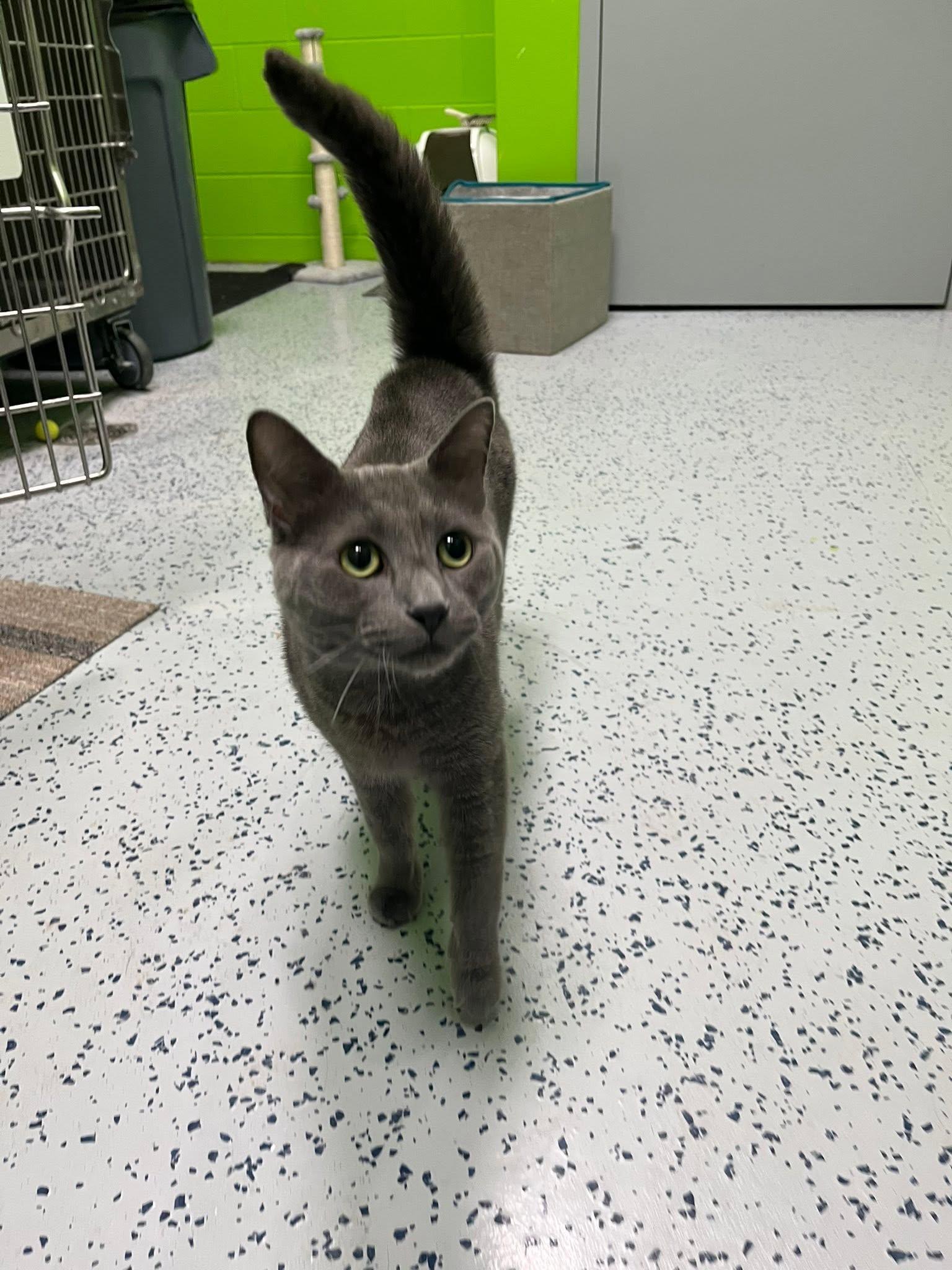 Kronk, a ADOPTABLE mixed breed in Lincoln Park, MI image 2/2