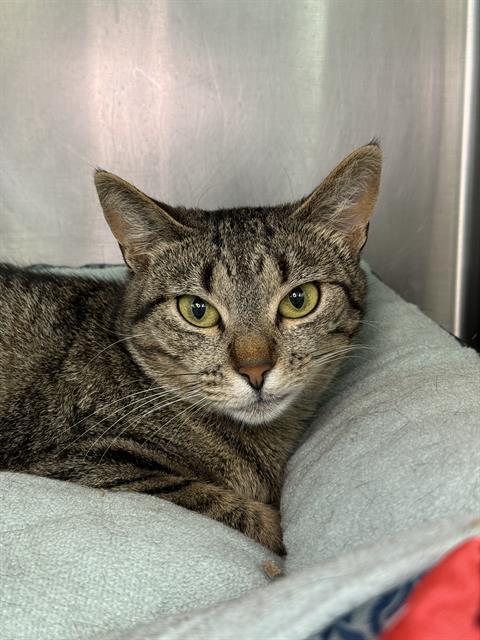 PRINCESS PEANUT, Adoptable, Young Female Domestic Short Hair.