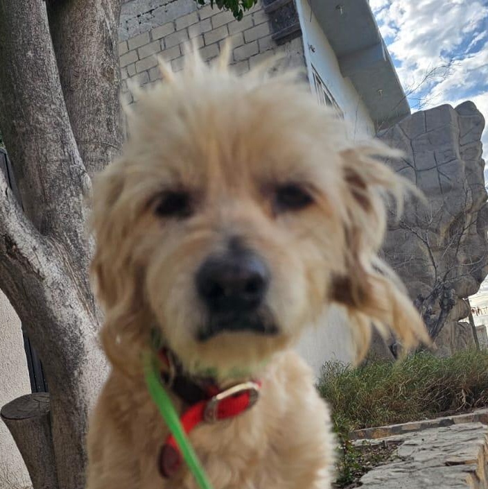 Luz, a ADOPTABLE mixed breed in Cabo San Lucas, BCS image 1/3