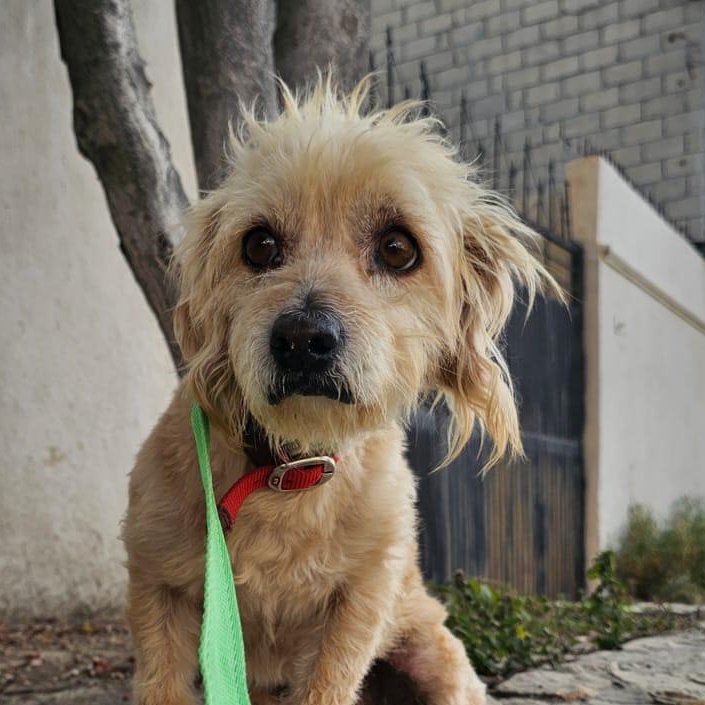 Luz, a ADOPTABLE mixed breed in Cabo San Lucas, BCS image 3/3