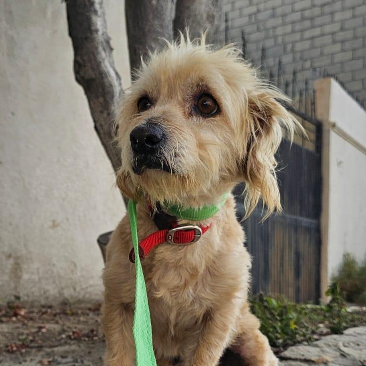 Luz, a ADOPTABLE mixed breed in Cabo San Lucas, BCS image 2/3