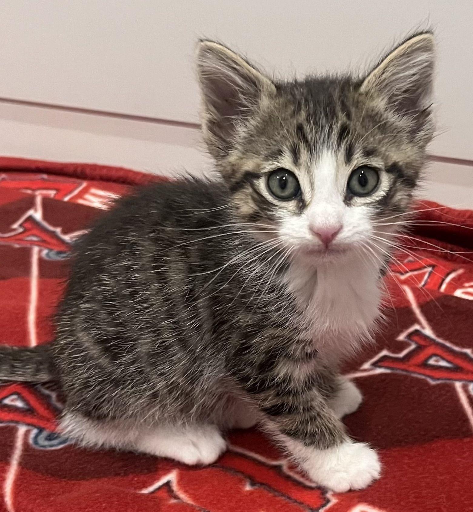 Kristoff, Adopted, Kitten Male Domestic Short Hair.