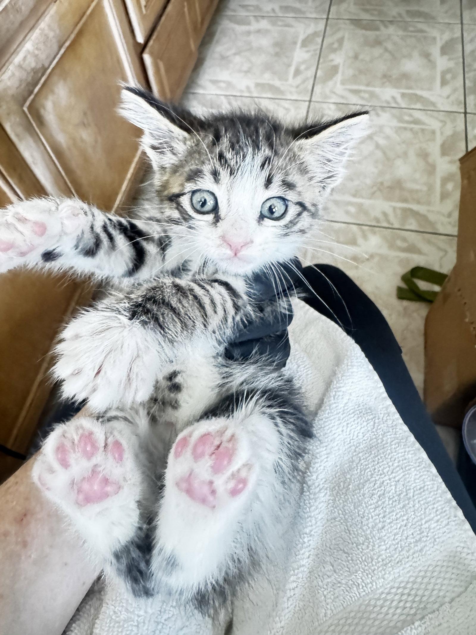 Kristoff, a Adopted Domestic Short Hair in Seal Beach, CA image 2/3
