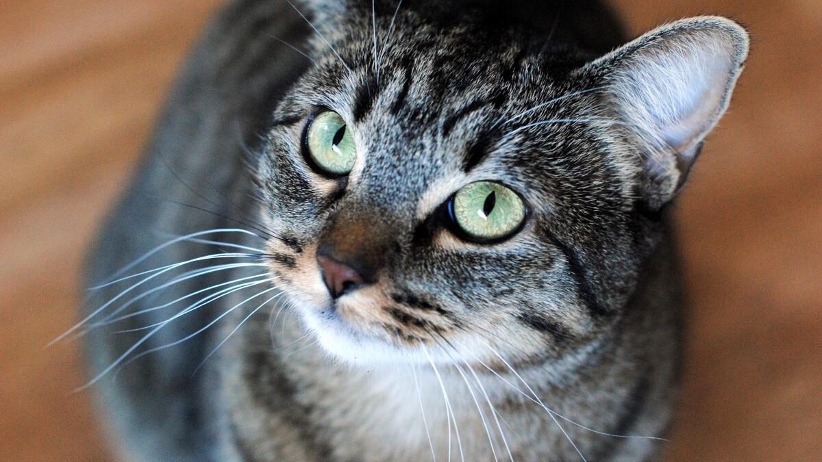 Nala, a Adoptable Domestic Short Hair in Cerritos, CA image 1/2