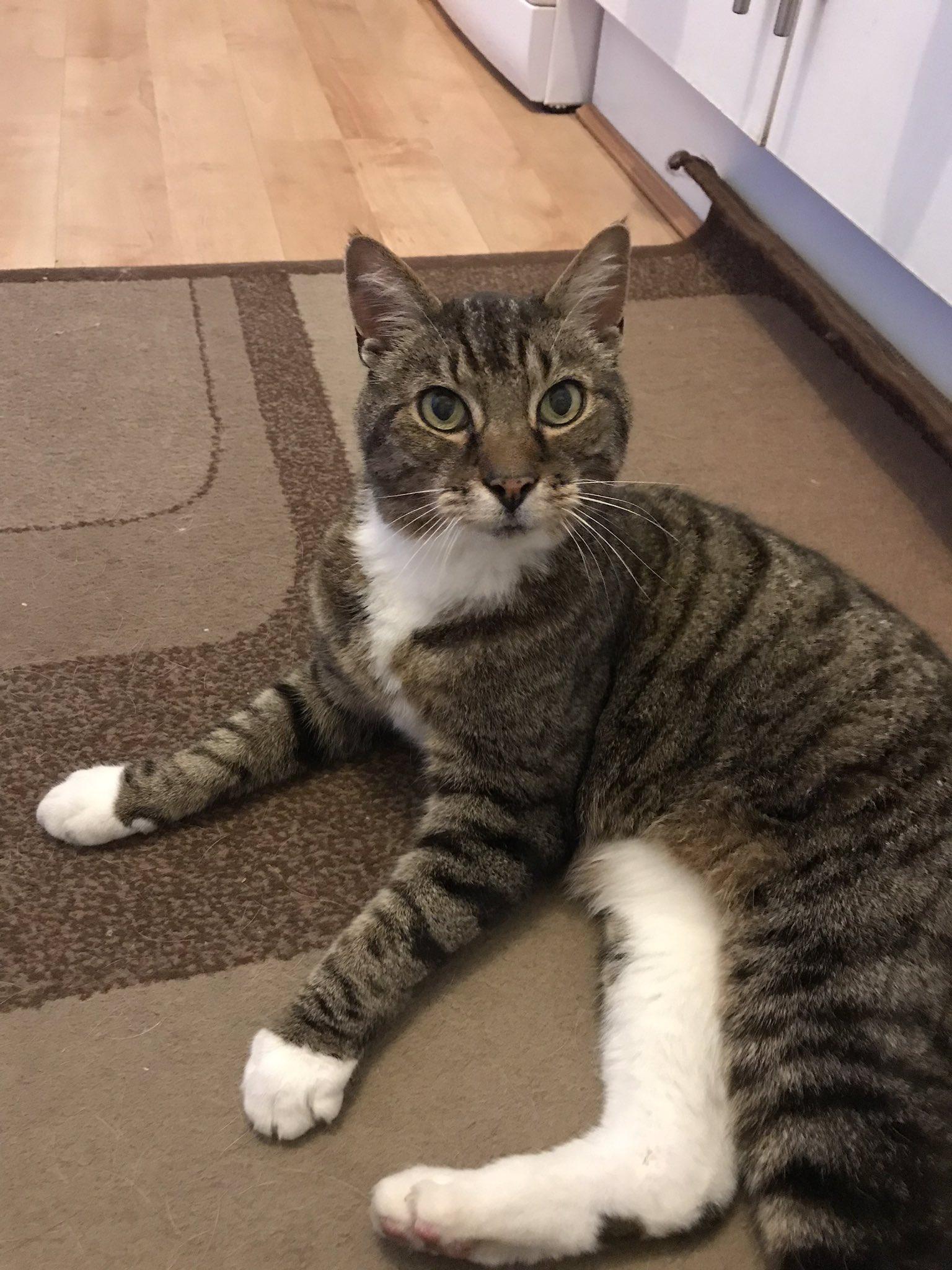 Nala, a Adoptable Domestic Short Hair in Cerritos, CA image 2/2