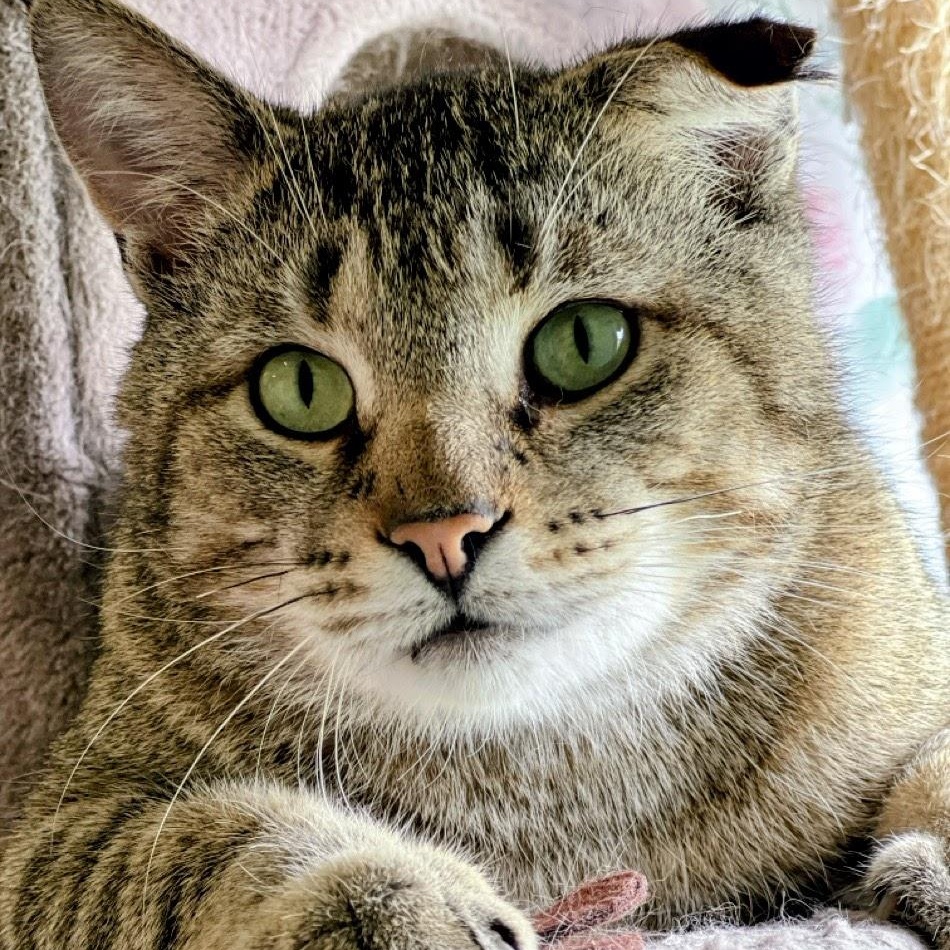 Enlarge Tigger, an adopted mixed breed in Germansville, PA image 1/4