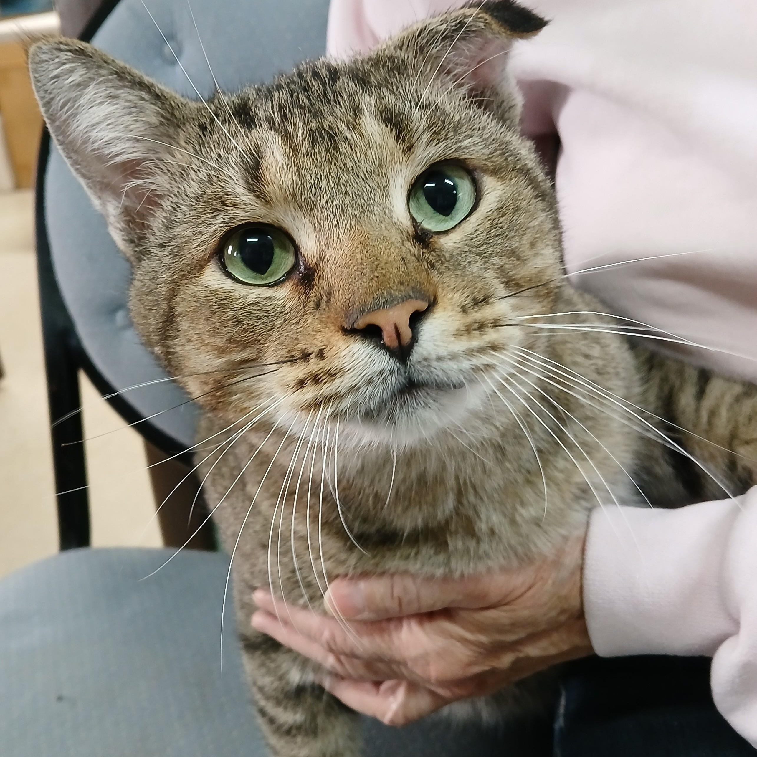 Enlarge Tigger, an adopted mixed breed in Germansville, PA image 3/4