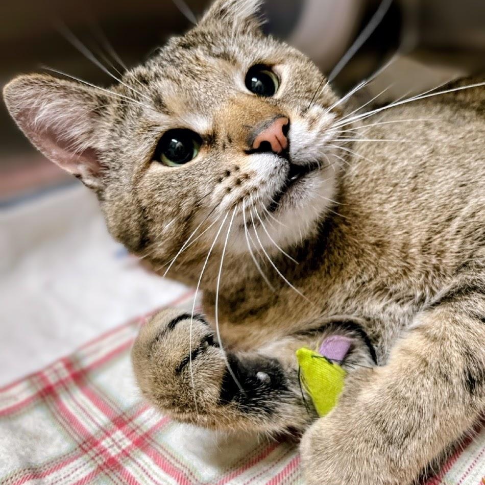 Enlarge Tigger, an adopted mixed breed in Germansville, PA image 4/4