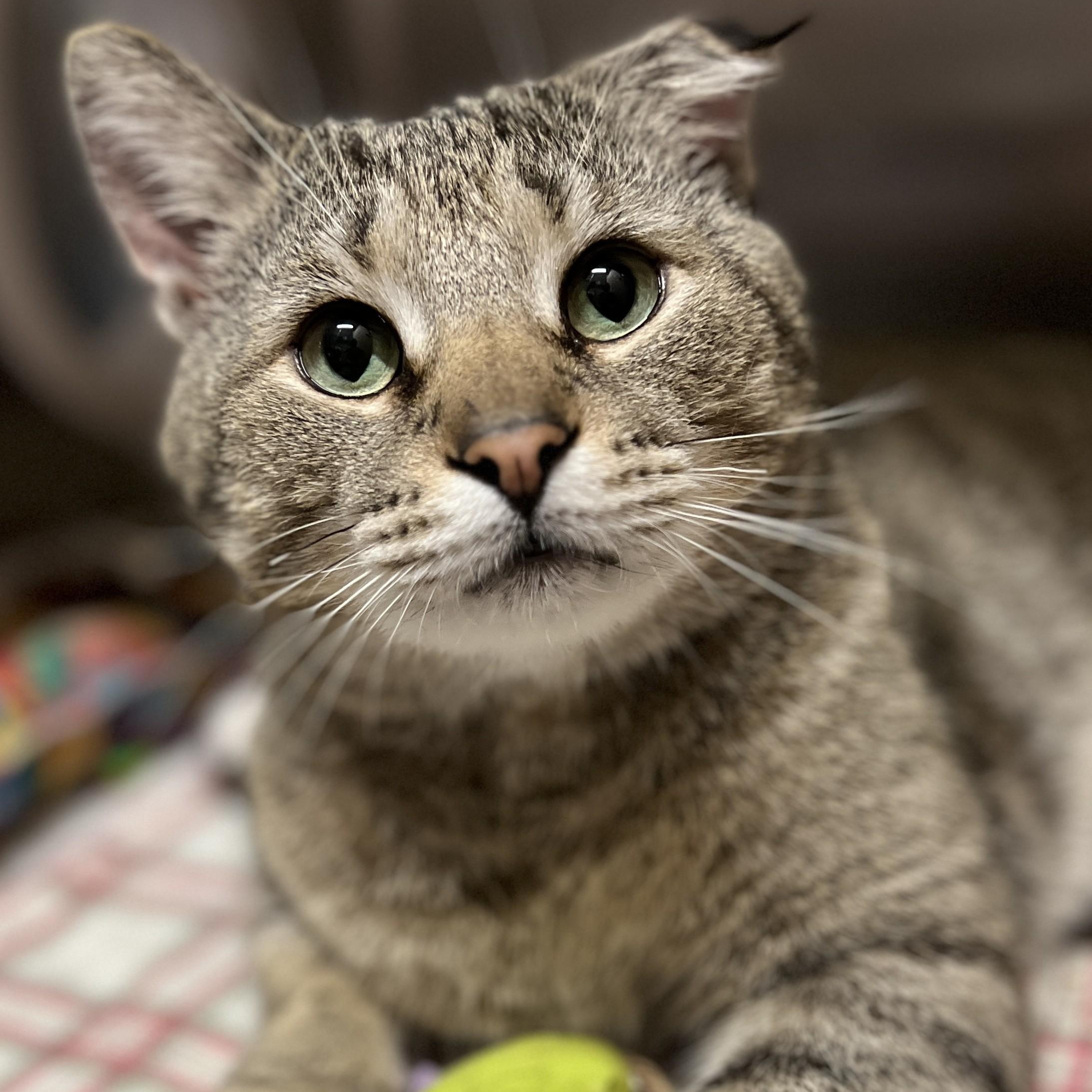 Enlarge Tigger, an adopted mixed breed in Germansville, PA image 2/4
