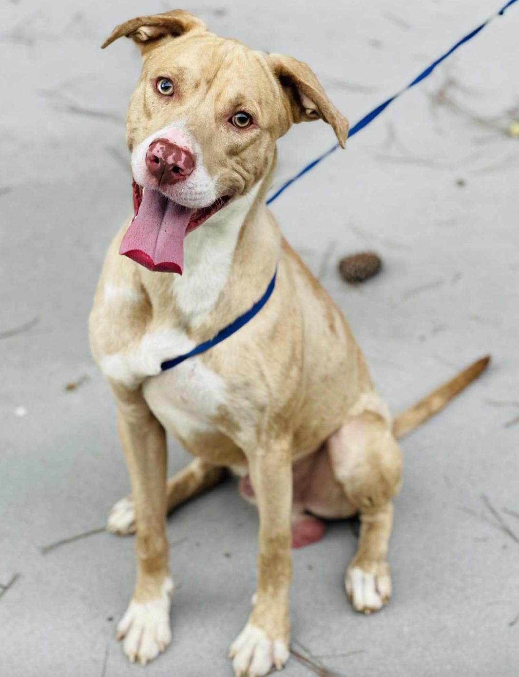 Come adopt me today I am located at Rockdale County Animal Services come visit me from 1pm-430pm