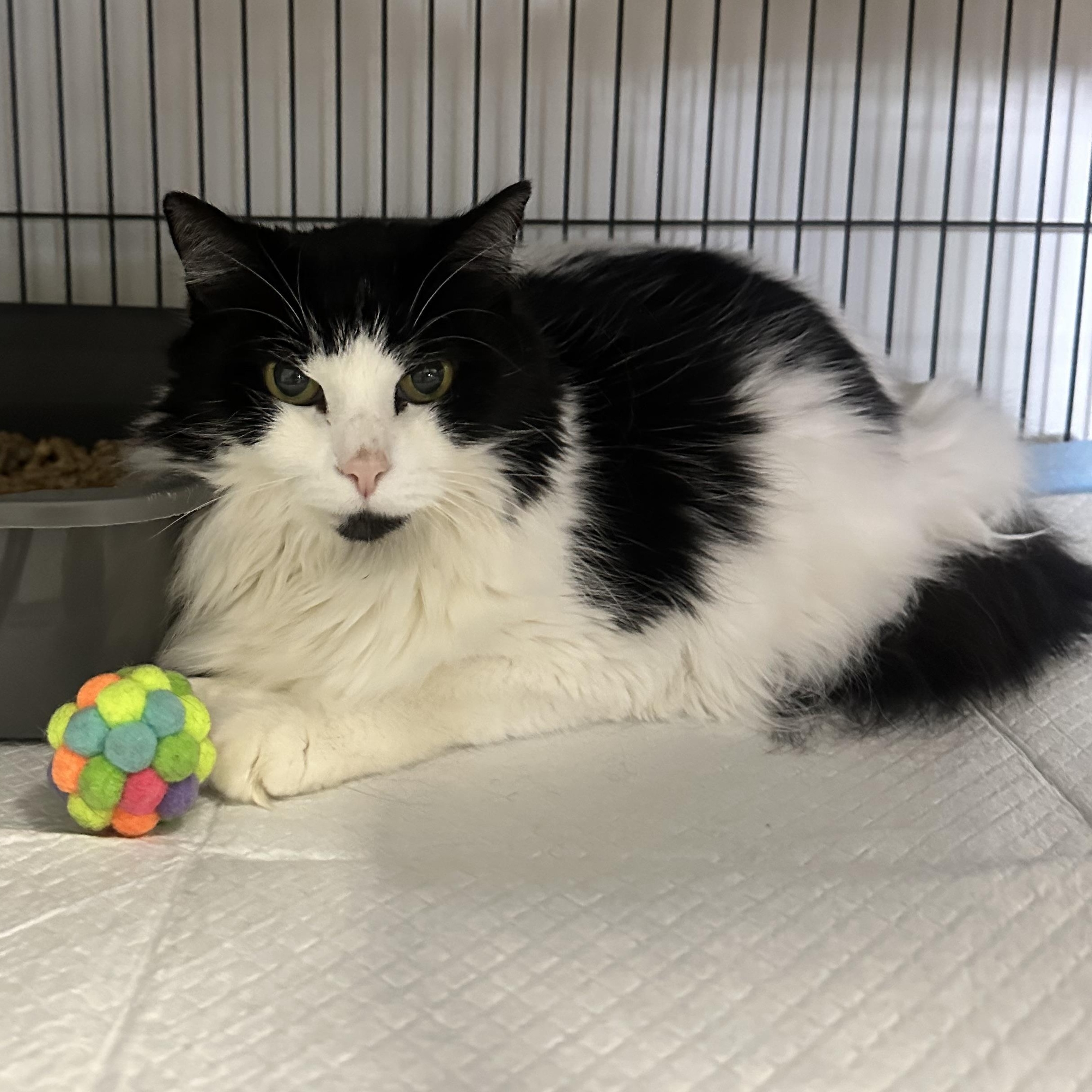 Enlarge Lucy 2, a ADOPTABLE Domestic Long Hair in Branford, CT image 1/1