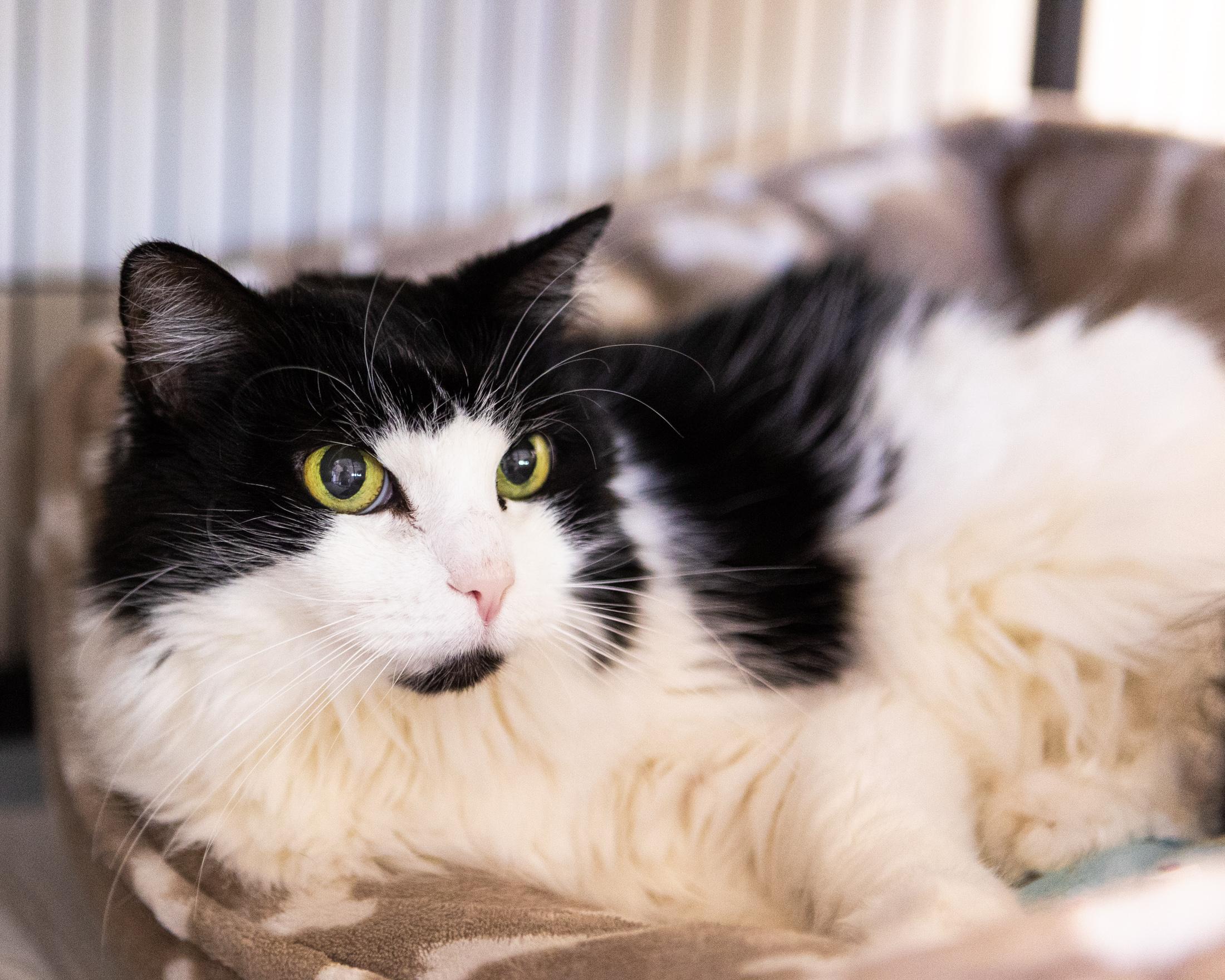 Lucy 2, ADOPTABLE, Senior Female Domestic Long Hair.