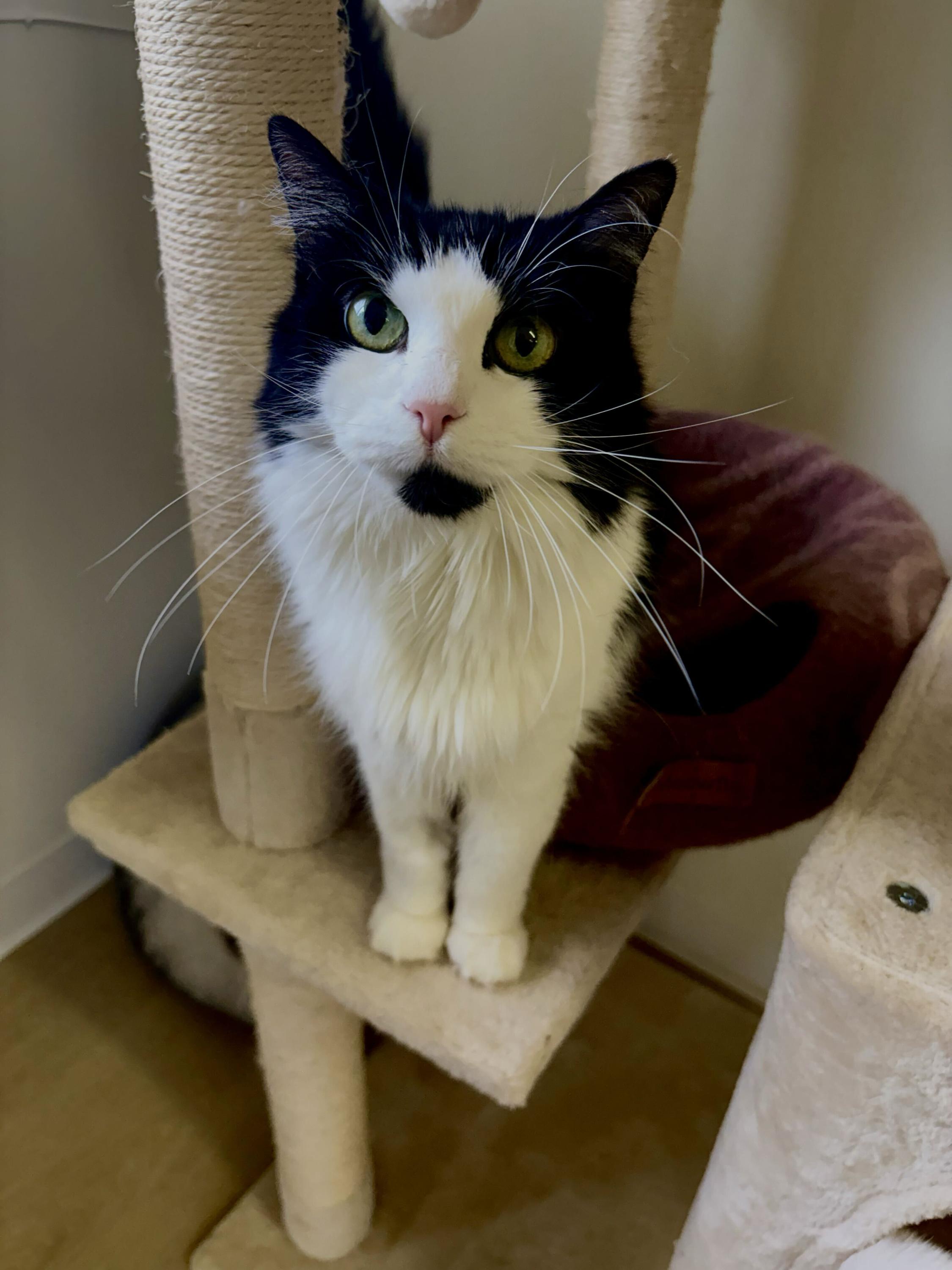 Lucy 2, ADOPTABLE, Senior Female Domestic Long Hair.